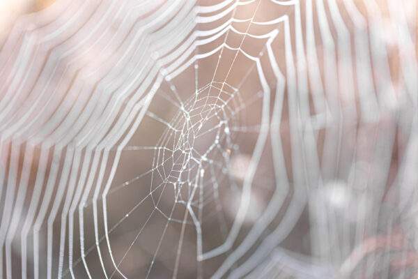 pavucina pavuk