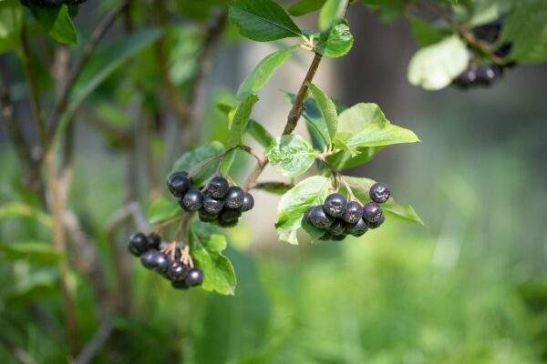 aronia