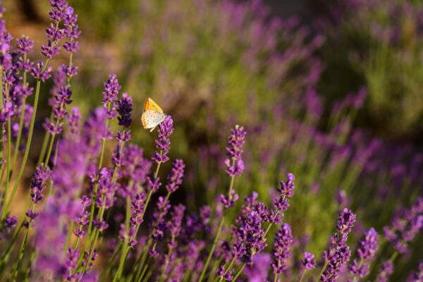 levandula